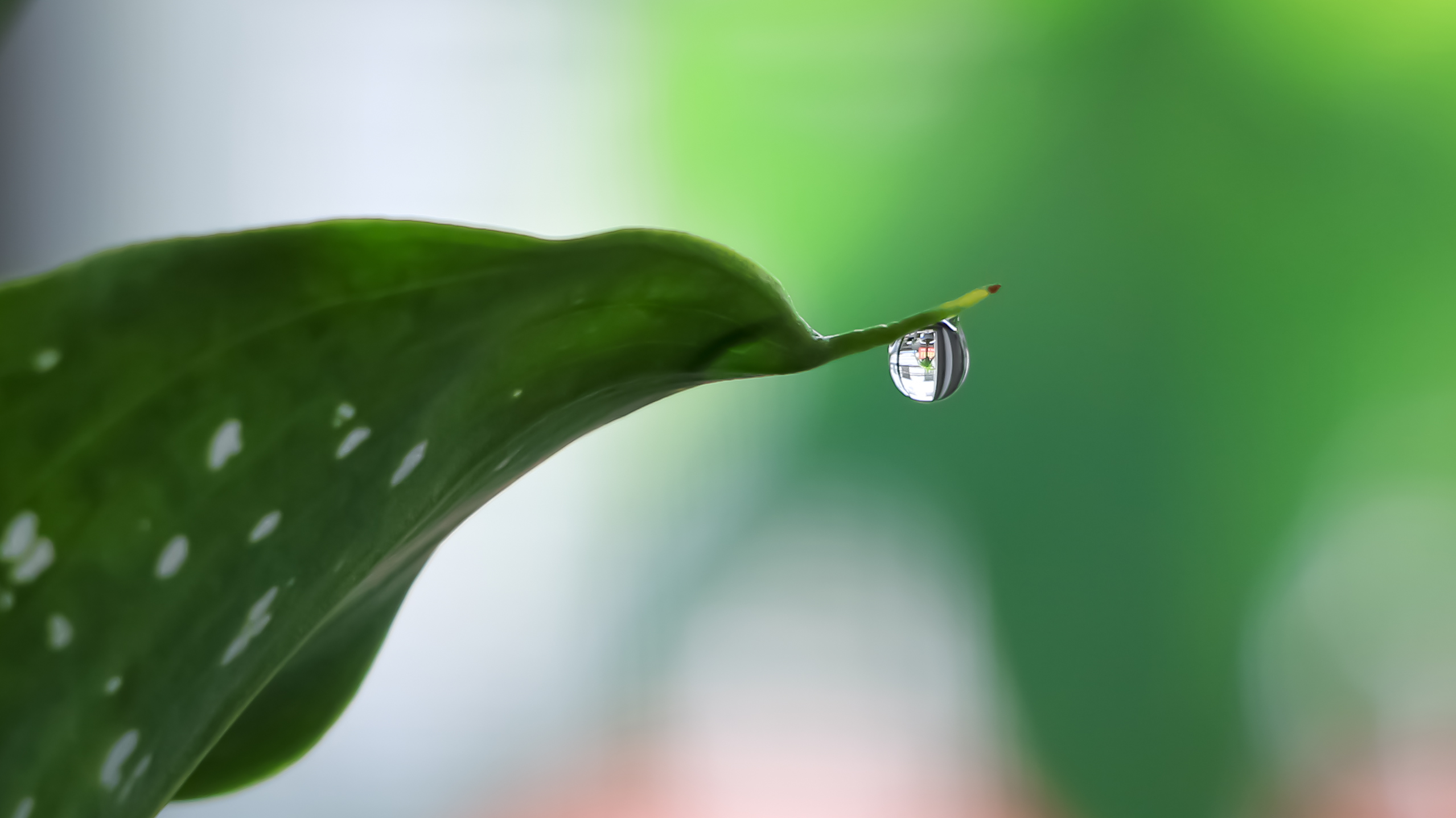 驼队/城市轨迹/初夏/叶尖上的水滴