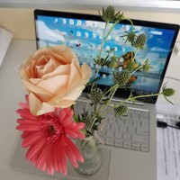电脑里开出的花