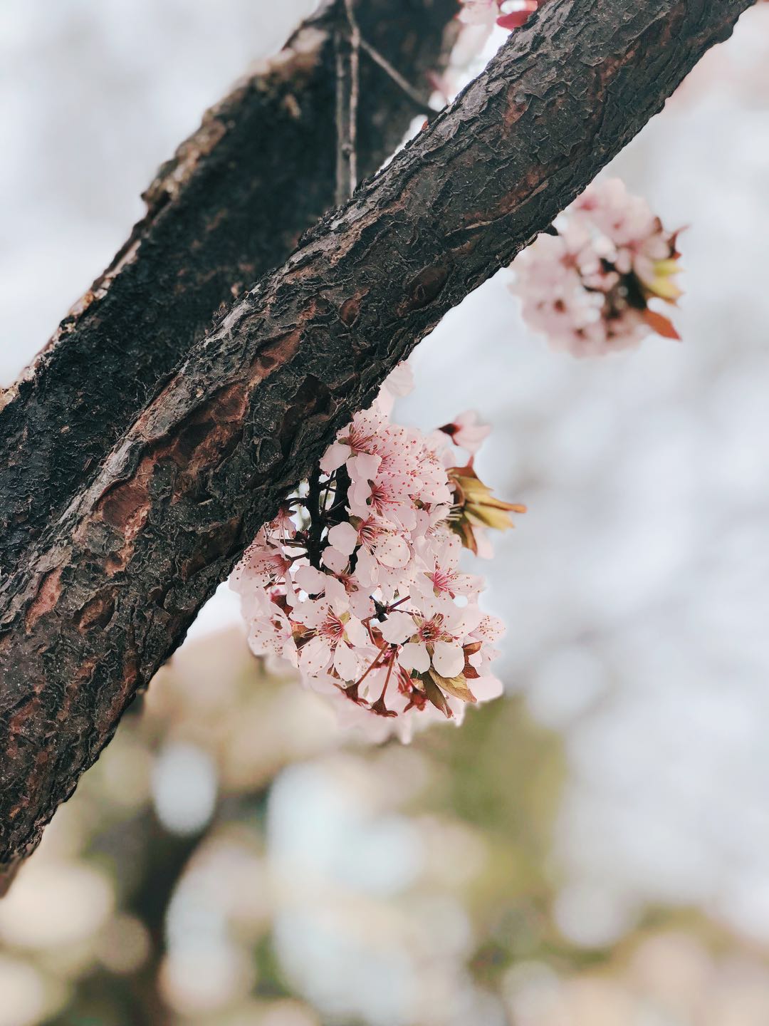 樱花飞舞的初春