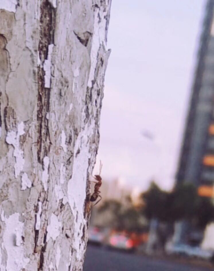 蚂蚁上树