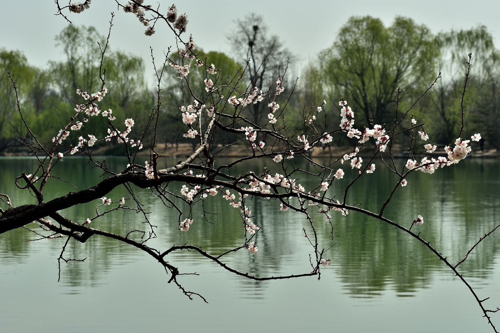 湖畔翠柳，桃花正开