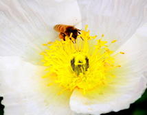 园博园辛勤的蜜蜂