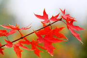 秋天的红叶