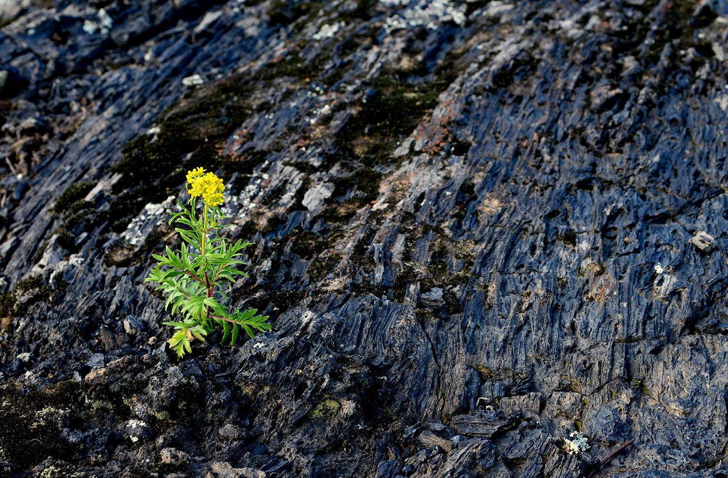 熔岩上的小花