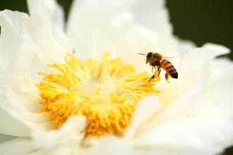 牡丹与蜜蜂的亲密接触