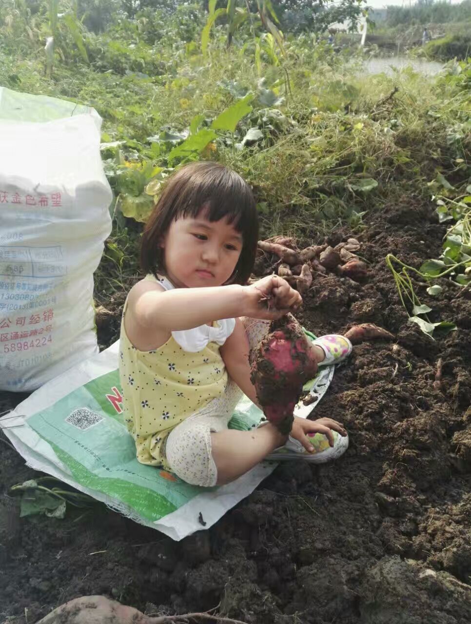 挖地瓜